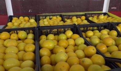 Tüik: 2022 Yılında Portakal Üretimi Yüzde 24,1, Limon Üretimi Yüzde 14,6 Oranında Azaldı