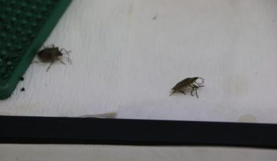 Fındıkta istilacı böceğe karşı 30 bin ‘samuray arı’ üretiliyor